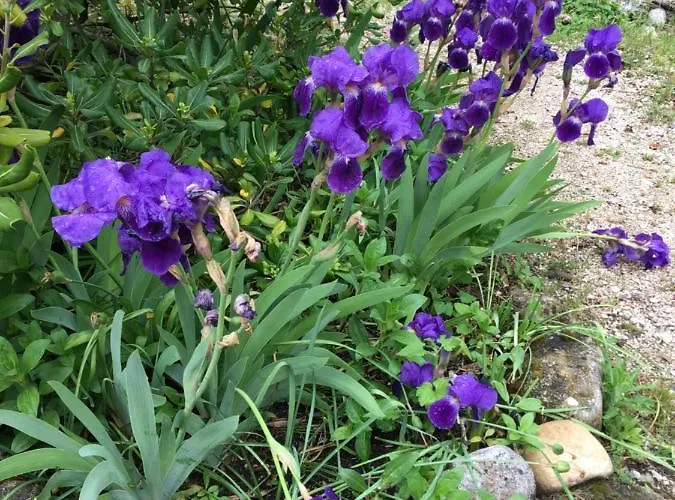 Clos Des Iris Отель Мустье-Сент-Мари