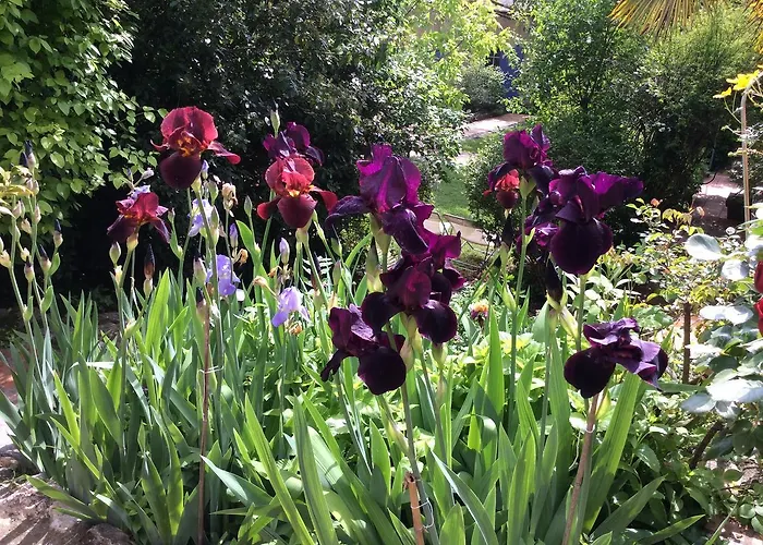 Clos Des Iris